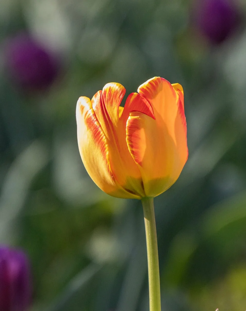 Vibrant Spring Tulip: A Midday Floral Delight