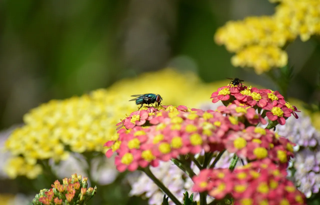 Vibrant Bloom: A Blowfly's Colorful Feast