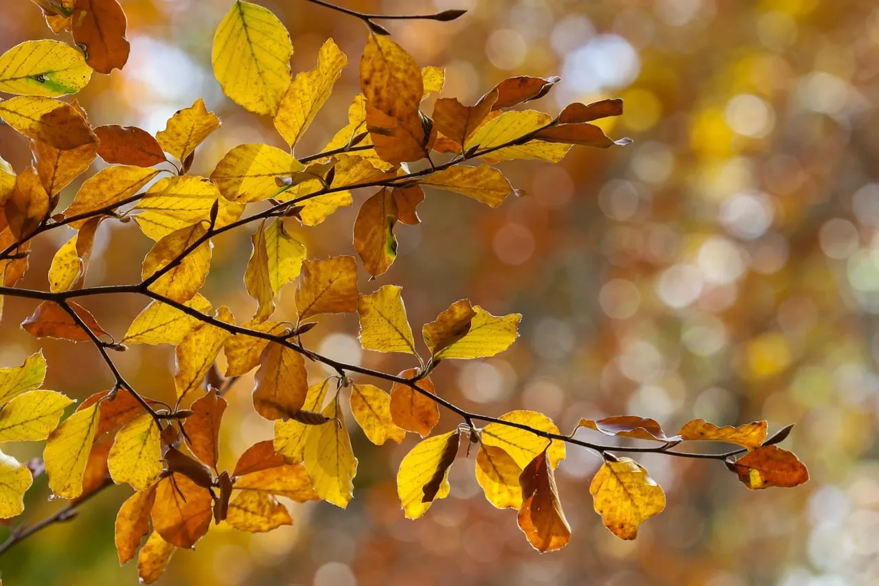 Vibrant Autumn Foliage: Golden Leaves in Nature's Embrace