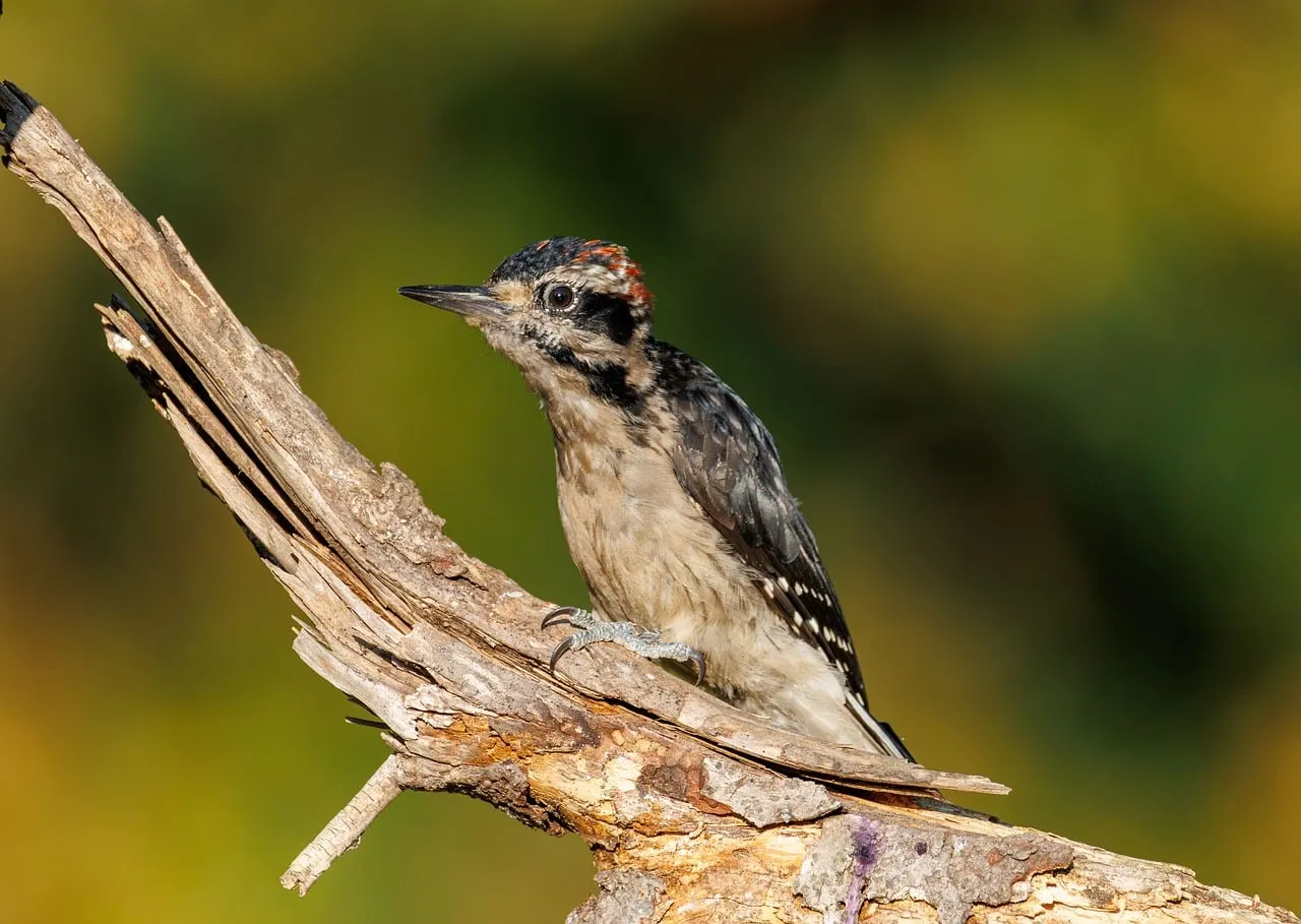 Stunning Woodpecker: A Detailed Wildlife Portrait in Nature