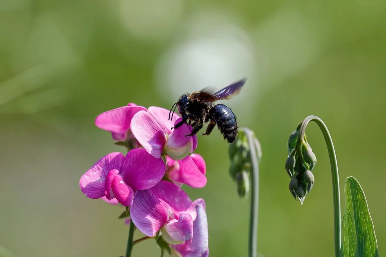 Vibrant Carpenter Bee Pollinating Pink Pea Flower