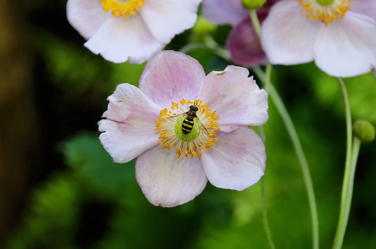 Vibrant Macro: Hoverfly Pollinating Pink Anemone