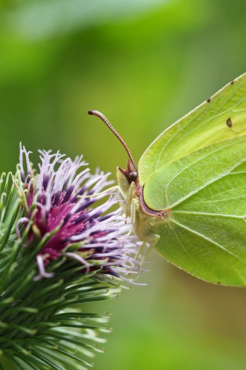 Vibrant Macro: Green Butterfly on Thistle Bloom