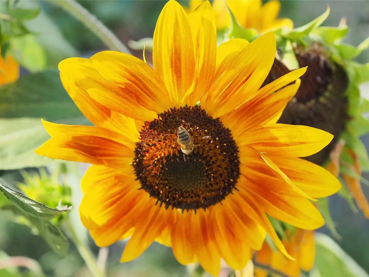 Vibrant Sunflower Blooms with Busy Bee Pollination