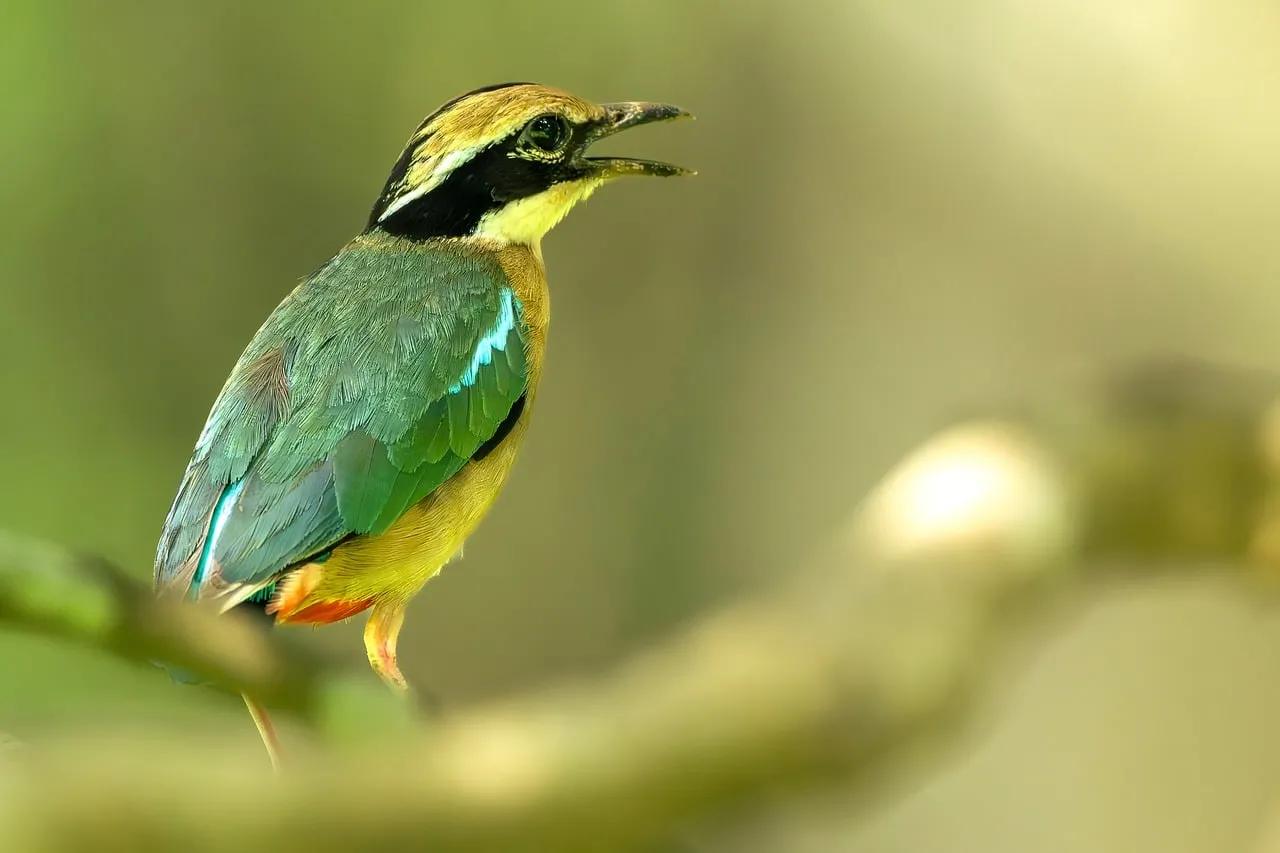 Vibrant Pitta Perched: A Symphony of Green and Gold in Nature
