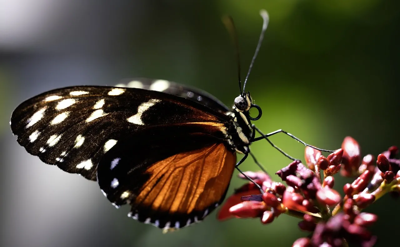 Stunning Macro: Butterfly Elegance on Vibrant Bloom