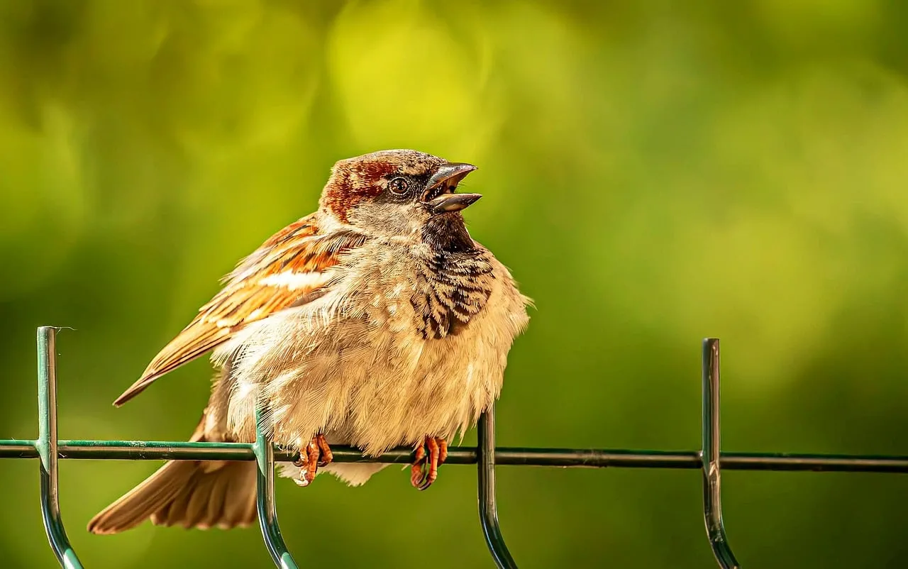 Charming Sparrow Sings: Nature's Melody in Sunlight