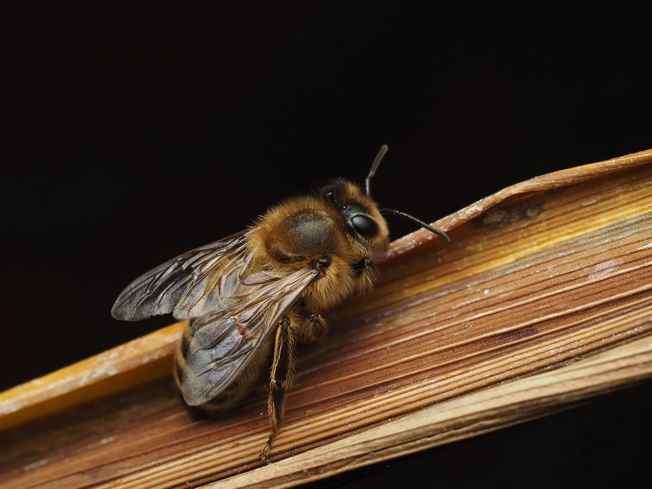 Stunning Macro: Golden Bee Resting on Textured Branch