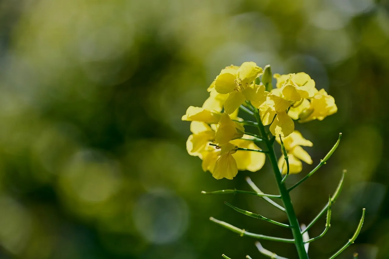 Vibrant Yellow Wild Mustard Blooms in Spring Sunlight