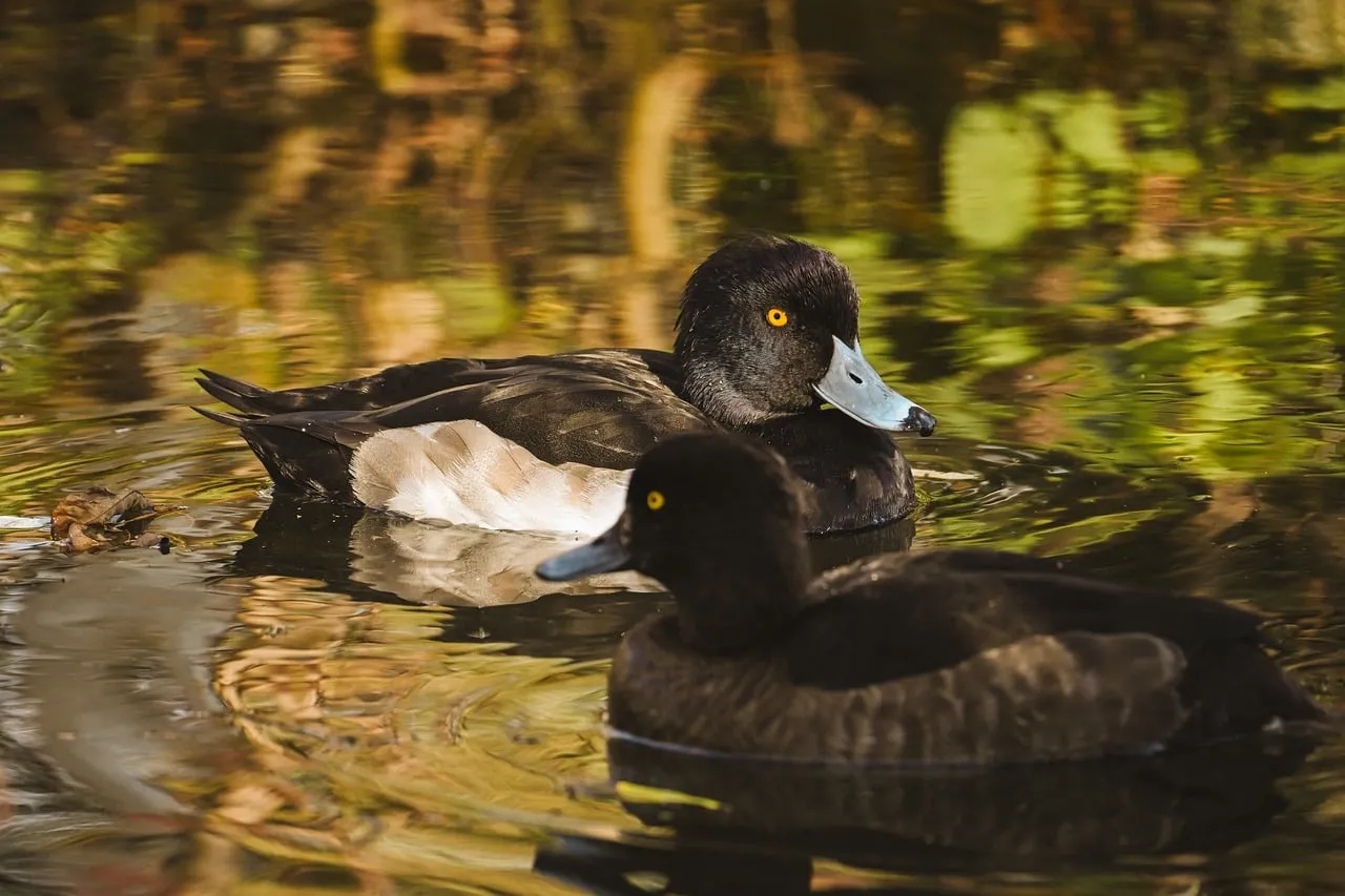 Stunning Tufted Ducks: Autumn Serenity on the Water