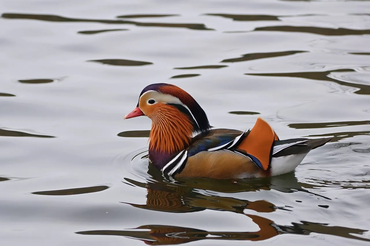 Vibrant Mandarin Duck Gliding Peacefully on Serene Waters