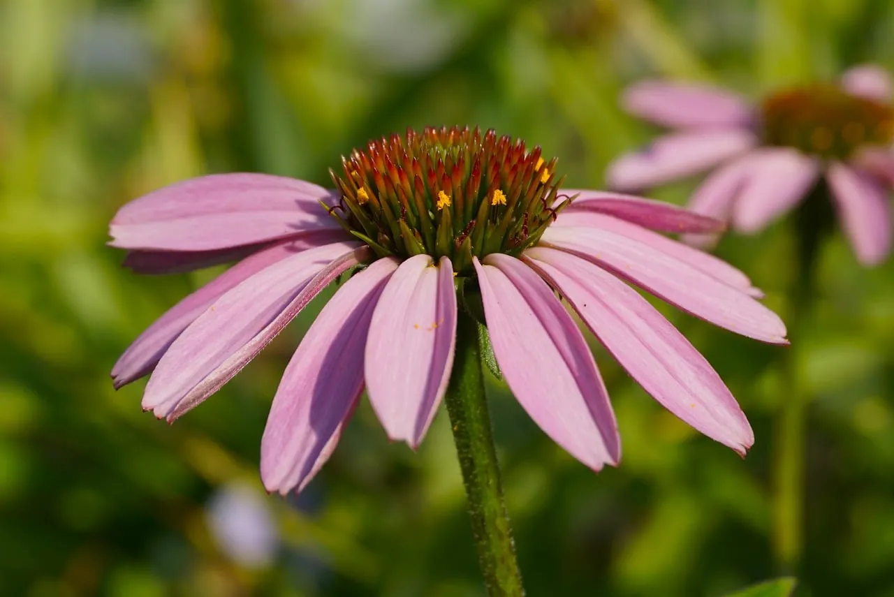 Vibrant Pink Coneflower Bloom: Summer Garden's Natural Beauty