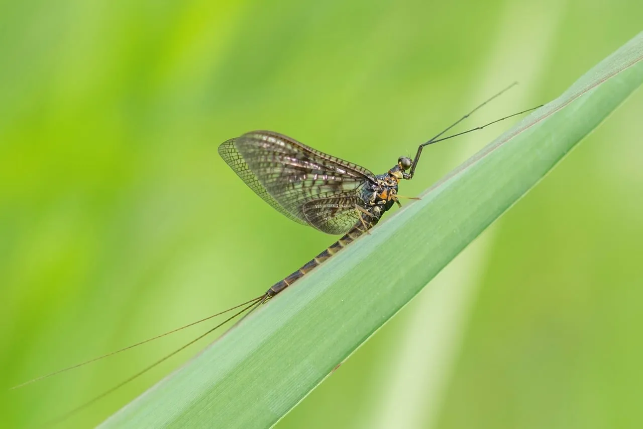 Stunning Macro Mayfly: Delicate Wings on Green