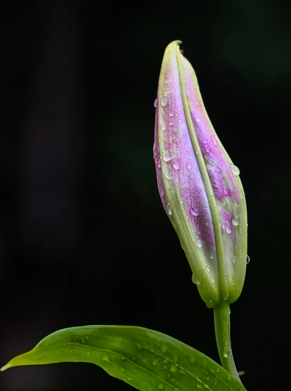 Enchanting Lily Bud: Nature's Delicate Raindrop Embrace