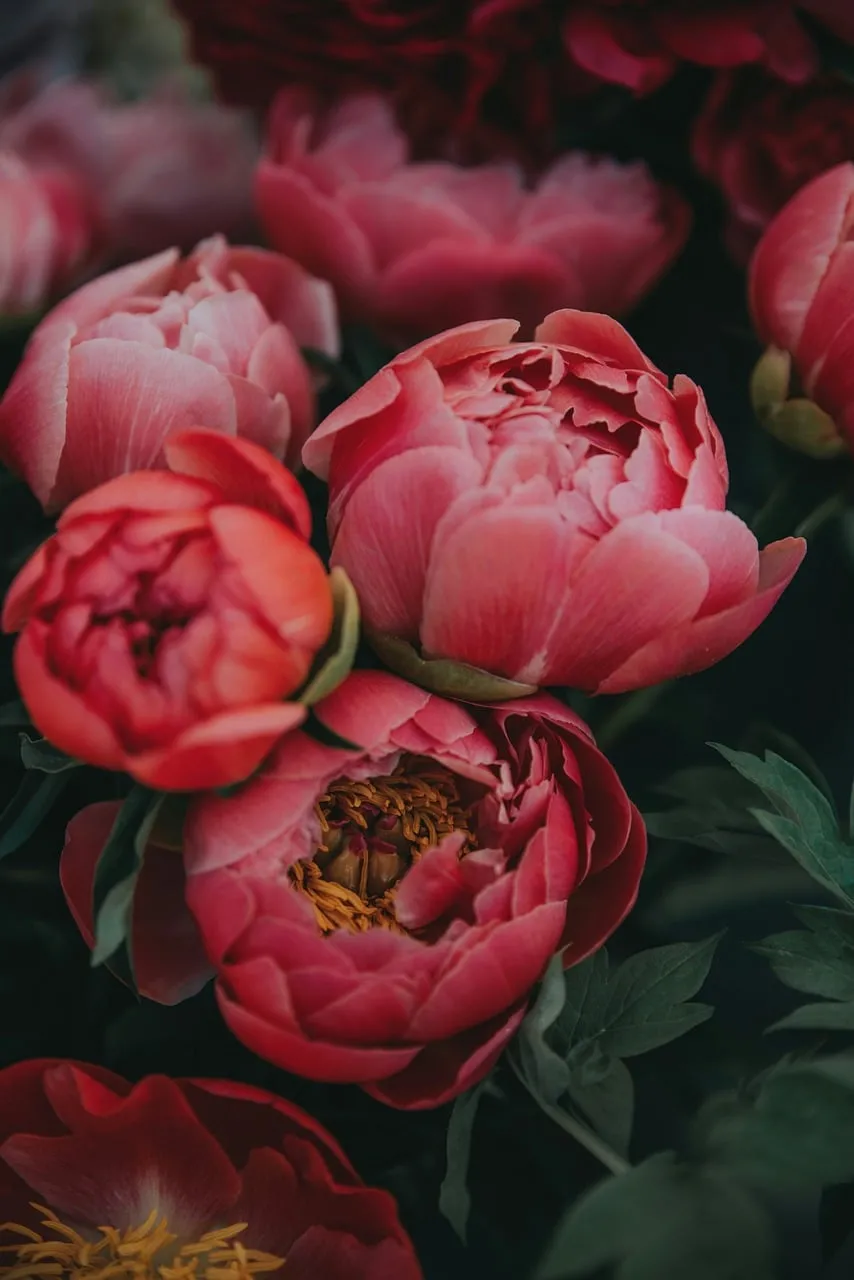 Vibrant Pink Peonies: A Symphony of Springtime Beauty