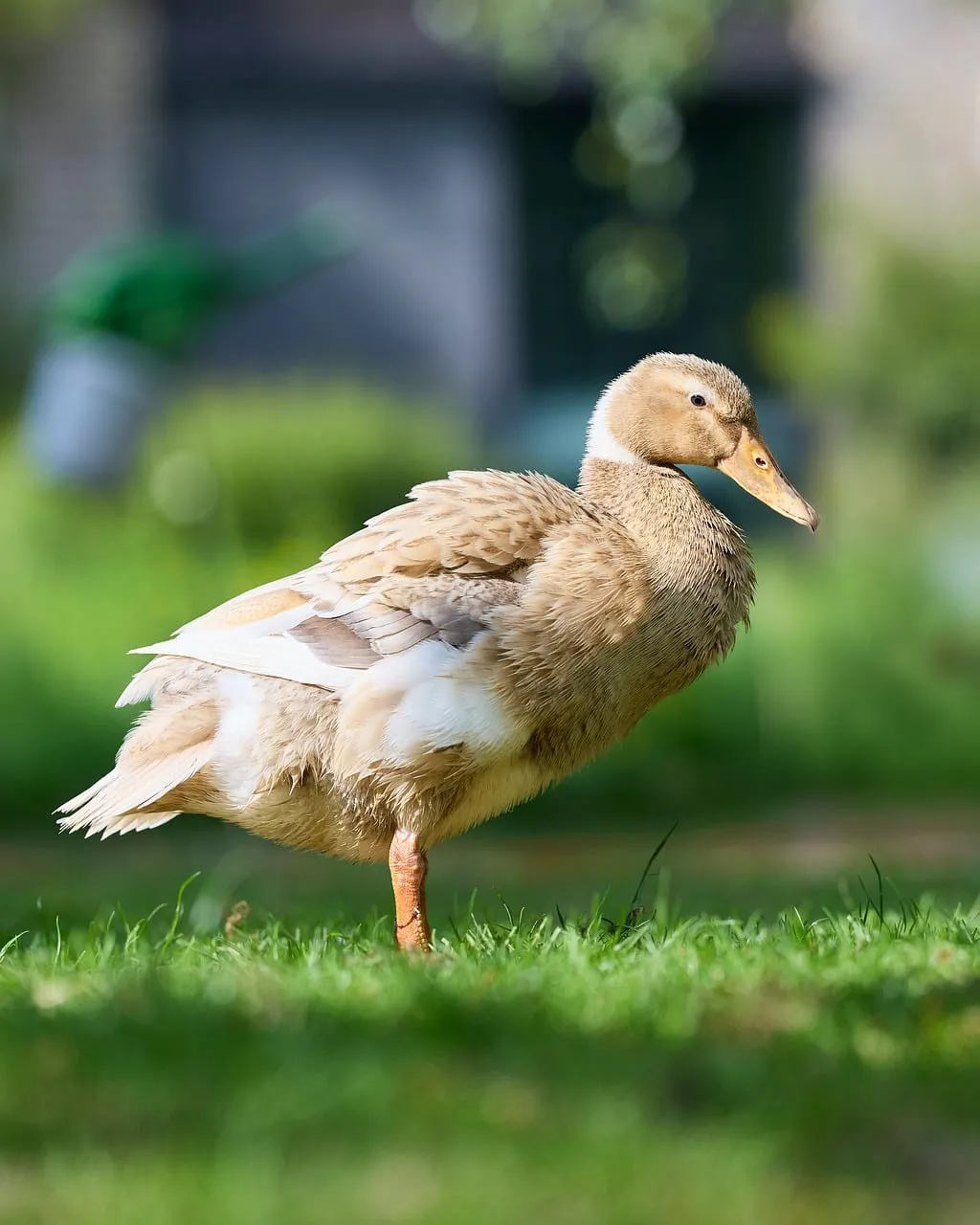Graceful Indian Runner Duck Struts in Sunny Farm Garden