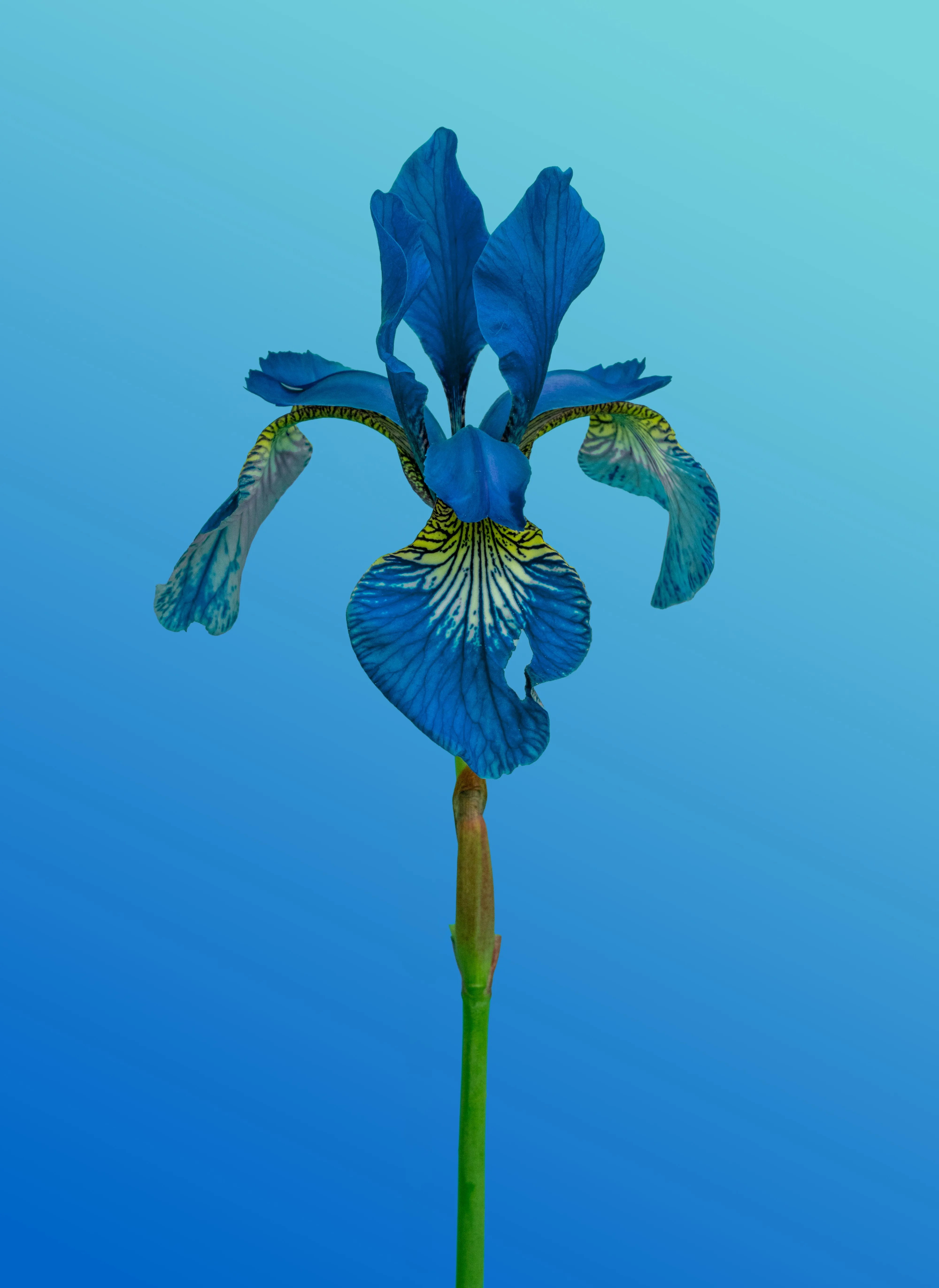 Vibrant Blue Iris Blooms Against Azure Sky