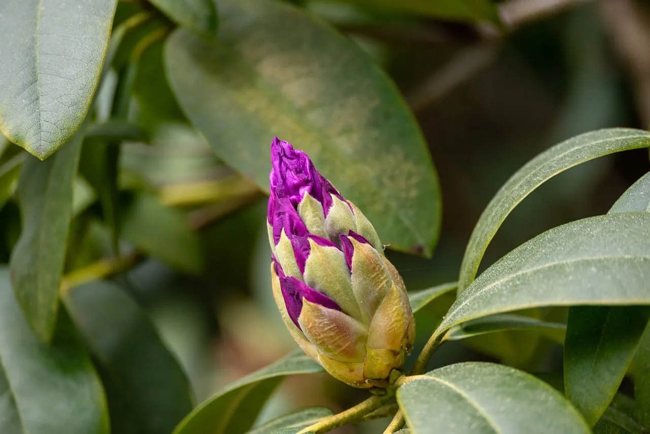 Vibrant Violet Rhododendron Bud: A Spring Promise