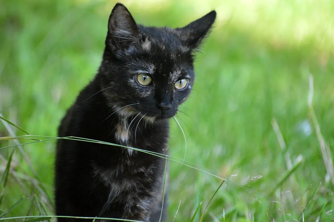 Enchanting Tortoiseshell Kitten: Curious Eyes in Green Grass