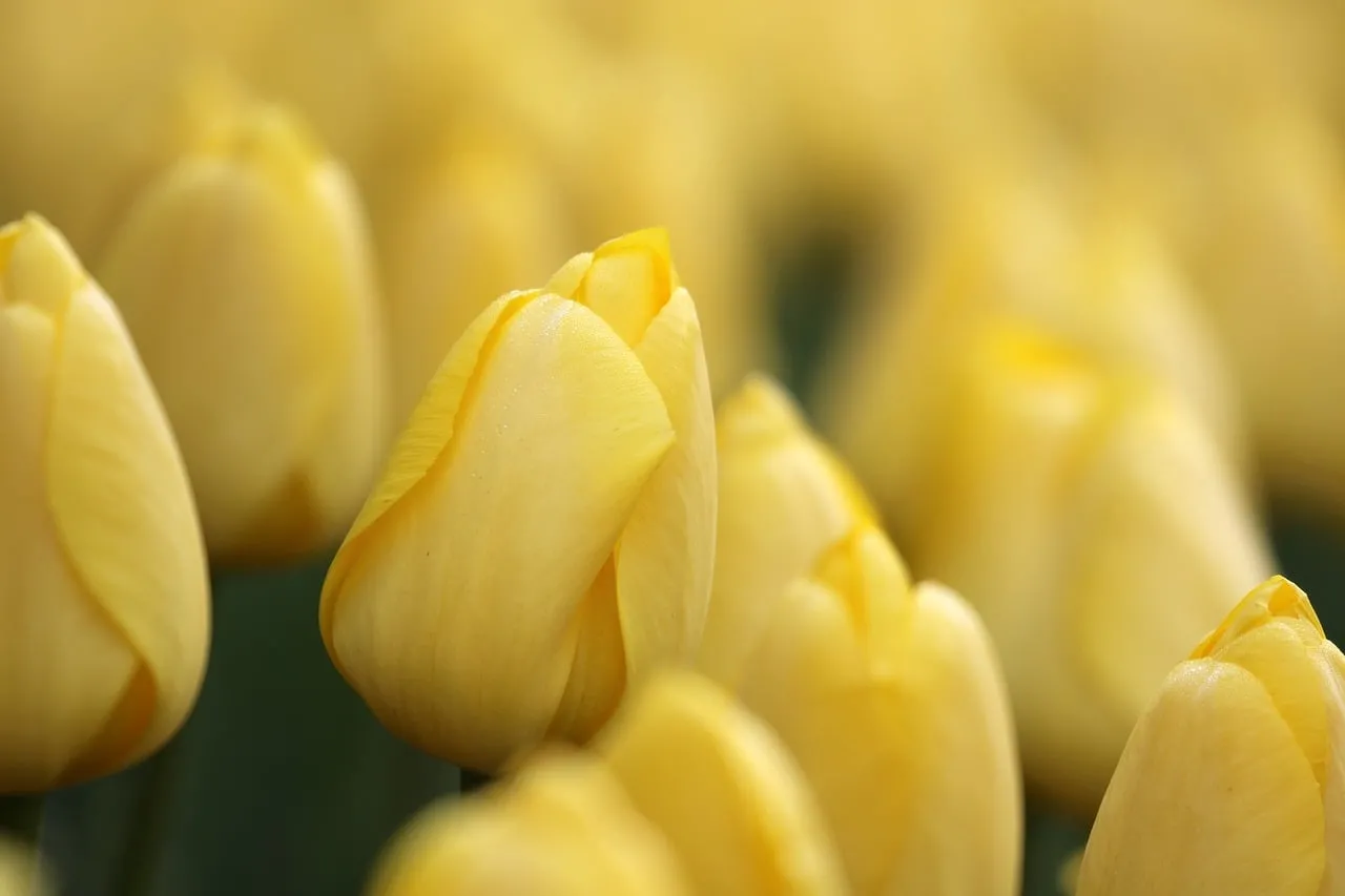 Vibrant Yellow Tulips: Spring's Golden Embrace