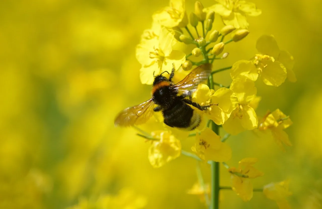 Vibrant Bumblebee on Golden Rapeseed Field