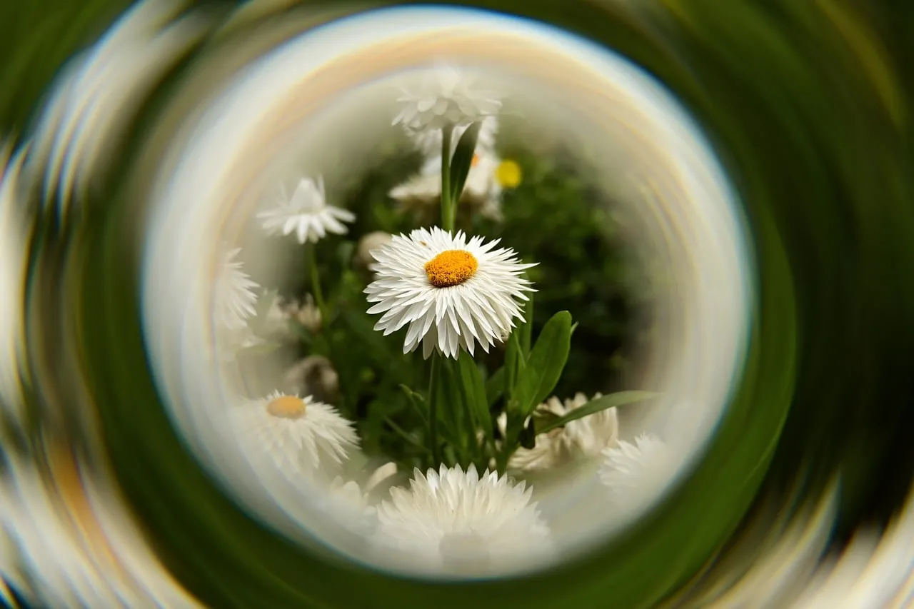 Enchanting Vortex: Unique Daisy Macro in Spring Meadow