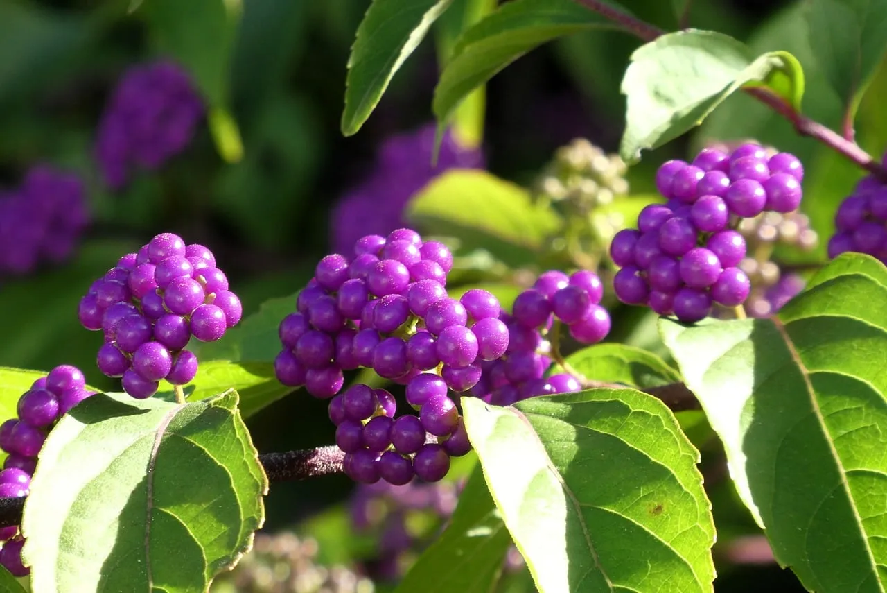 Vibrant Purple Beautyberries: A Striking Autumn Display