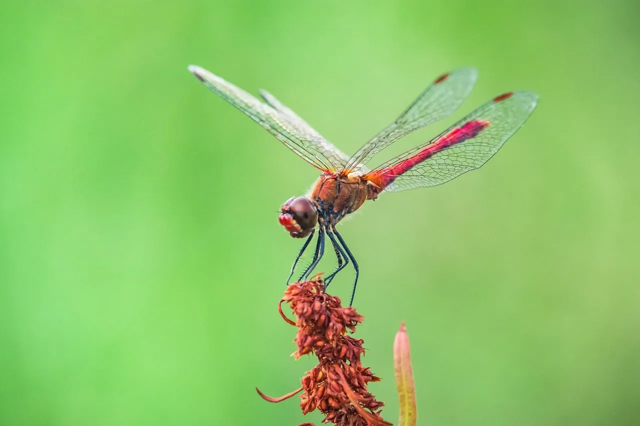 Vibrant Red Dragonfly Perched on a Plant in Nature
