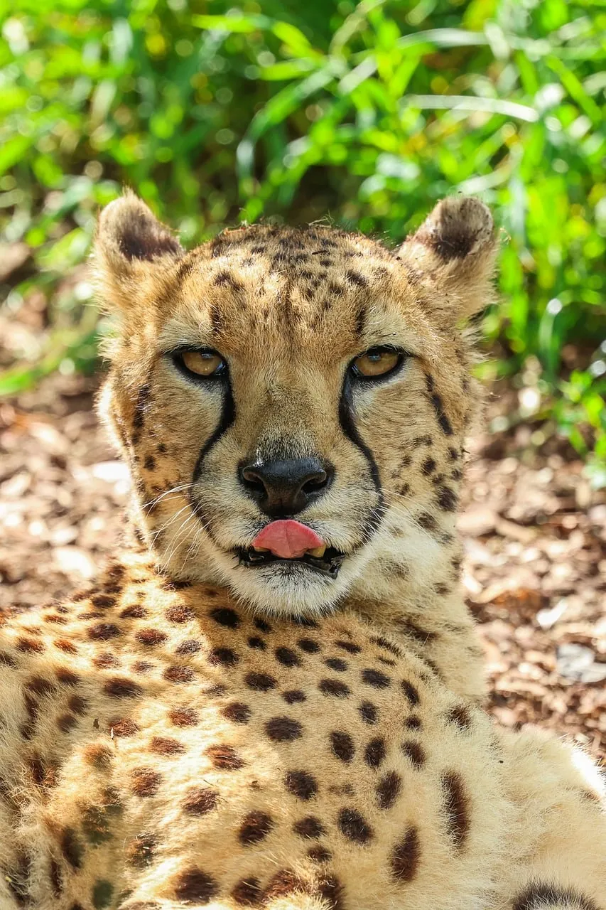 Captivating Cheetah: A Close-Up of Nature's Apex Predator