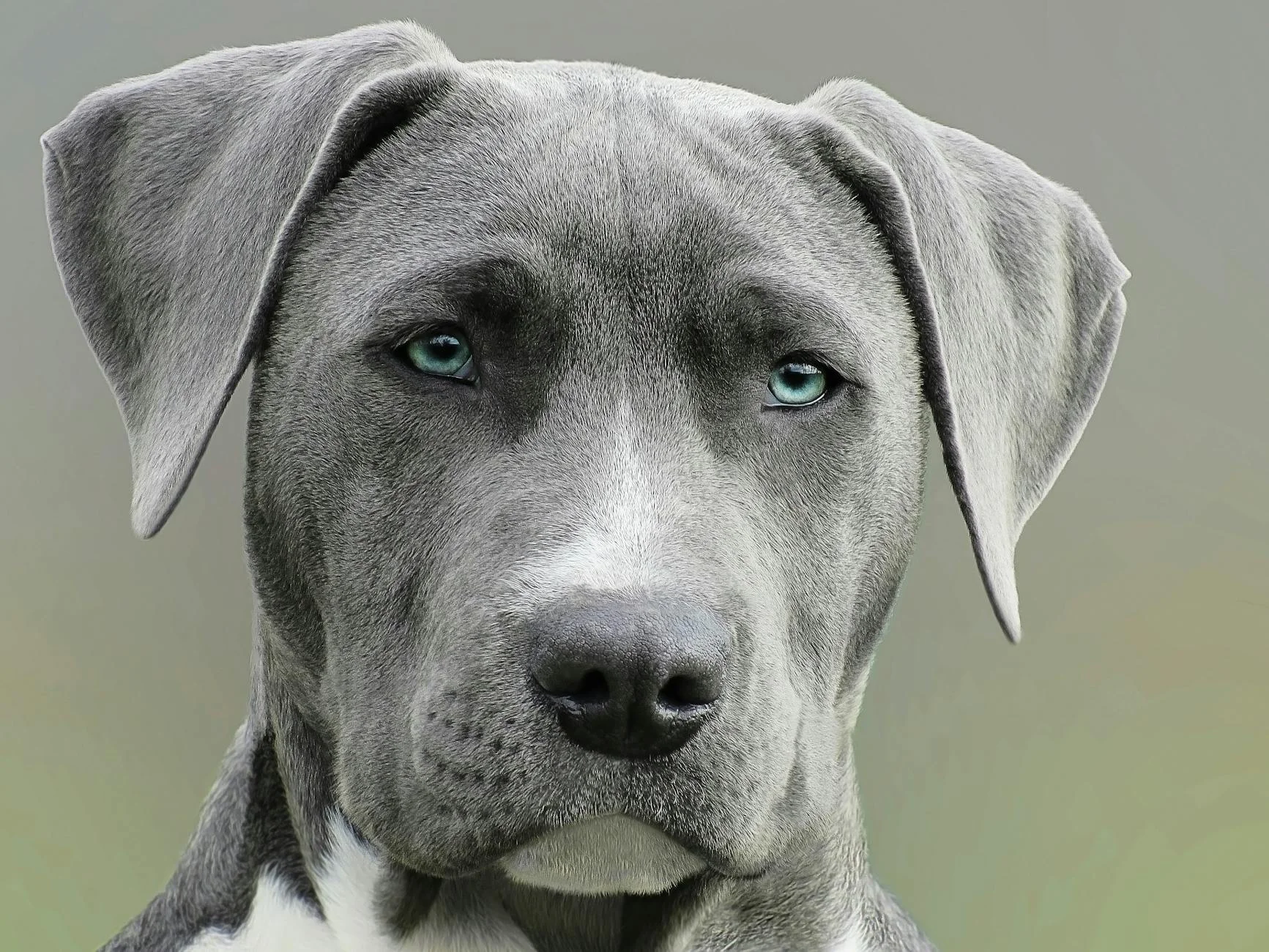 Mesmerizing Blue-Eyed Gray Dog: A Portrait of Elegance