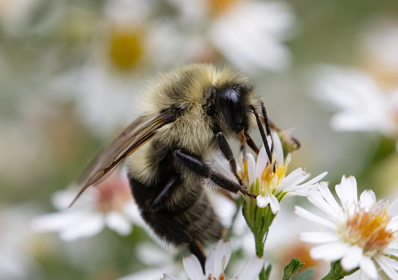 Breathtaking Macro: Bumblebee on White Aster