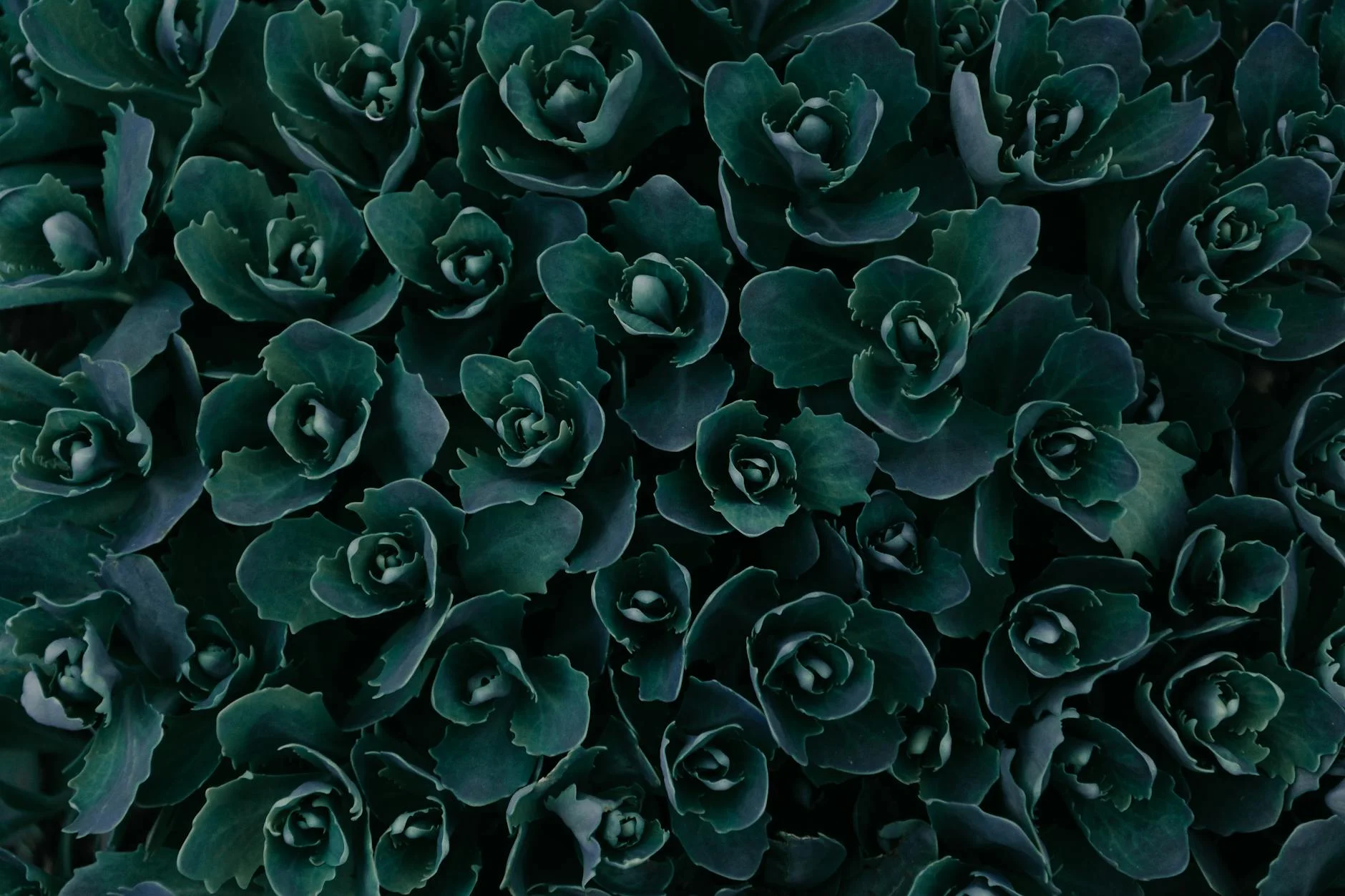 Enchanting Green Succulent Textures: A Botanical Tapestry