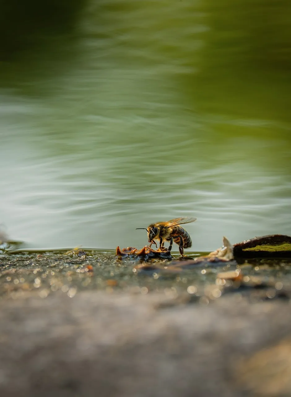 Stunning Macro: Honeybee Drinking by Tranquil Lake