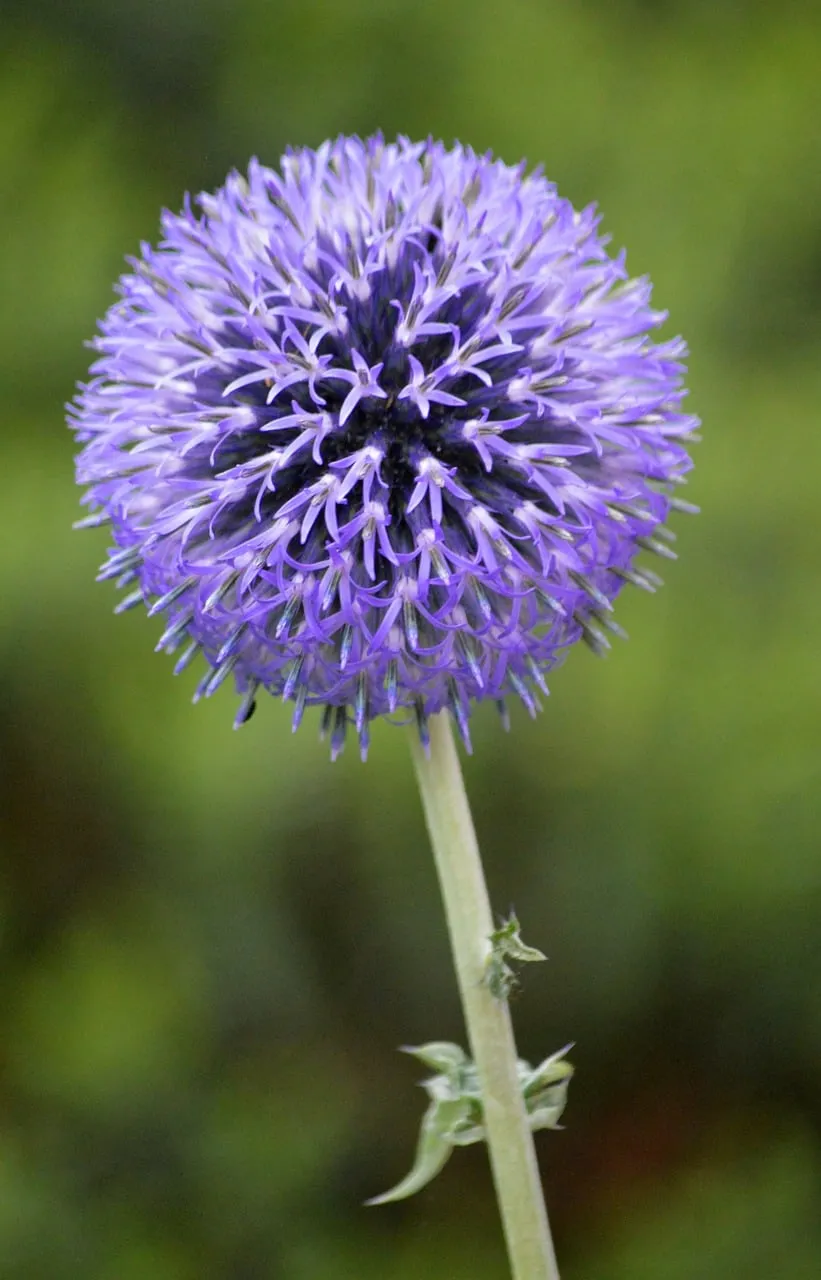 Vibrant Globe Thistle: A Sphere of Purple Elegance