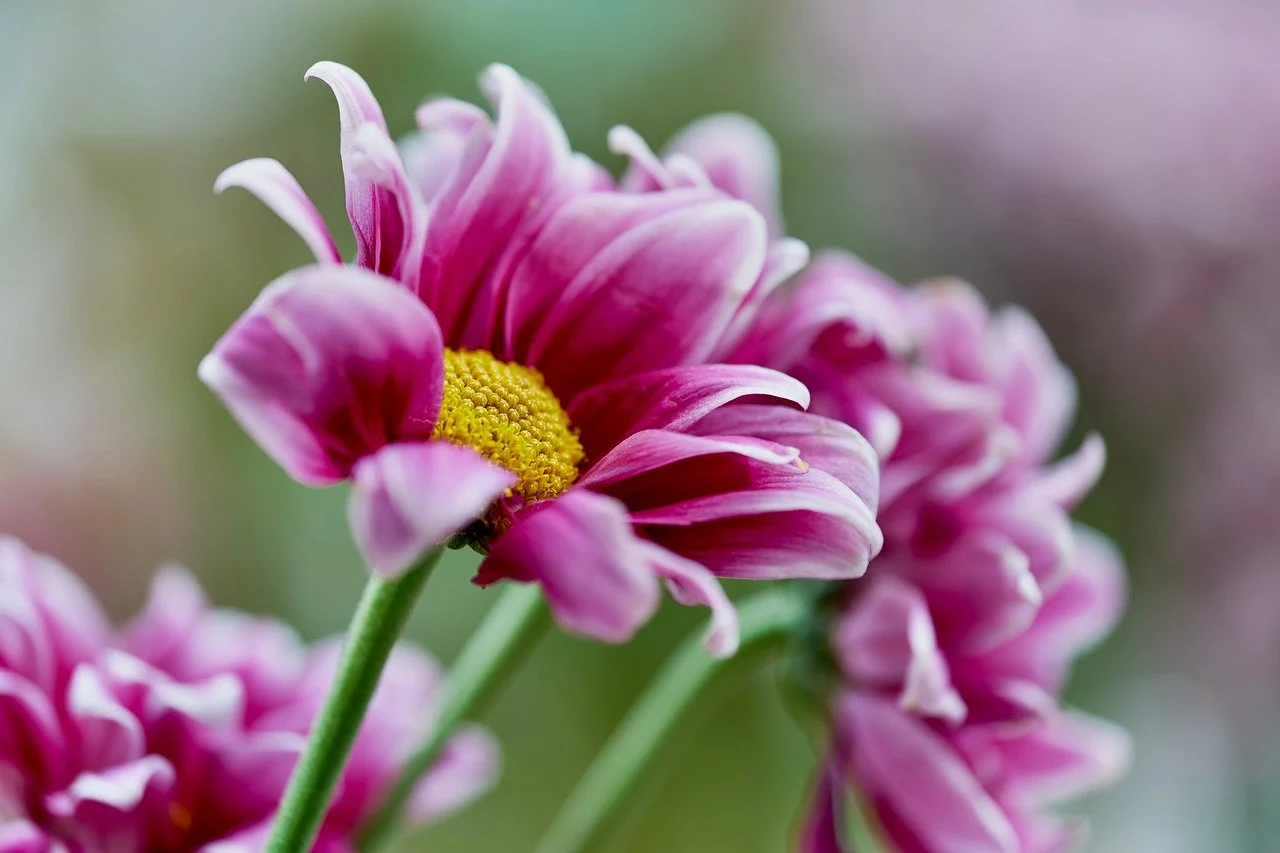 Vibrant Pink Daisies: Nature's Macro Beauty