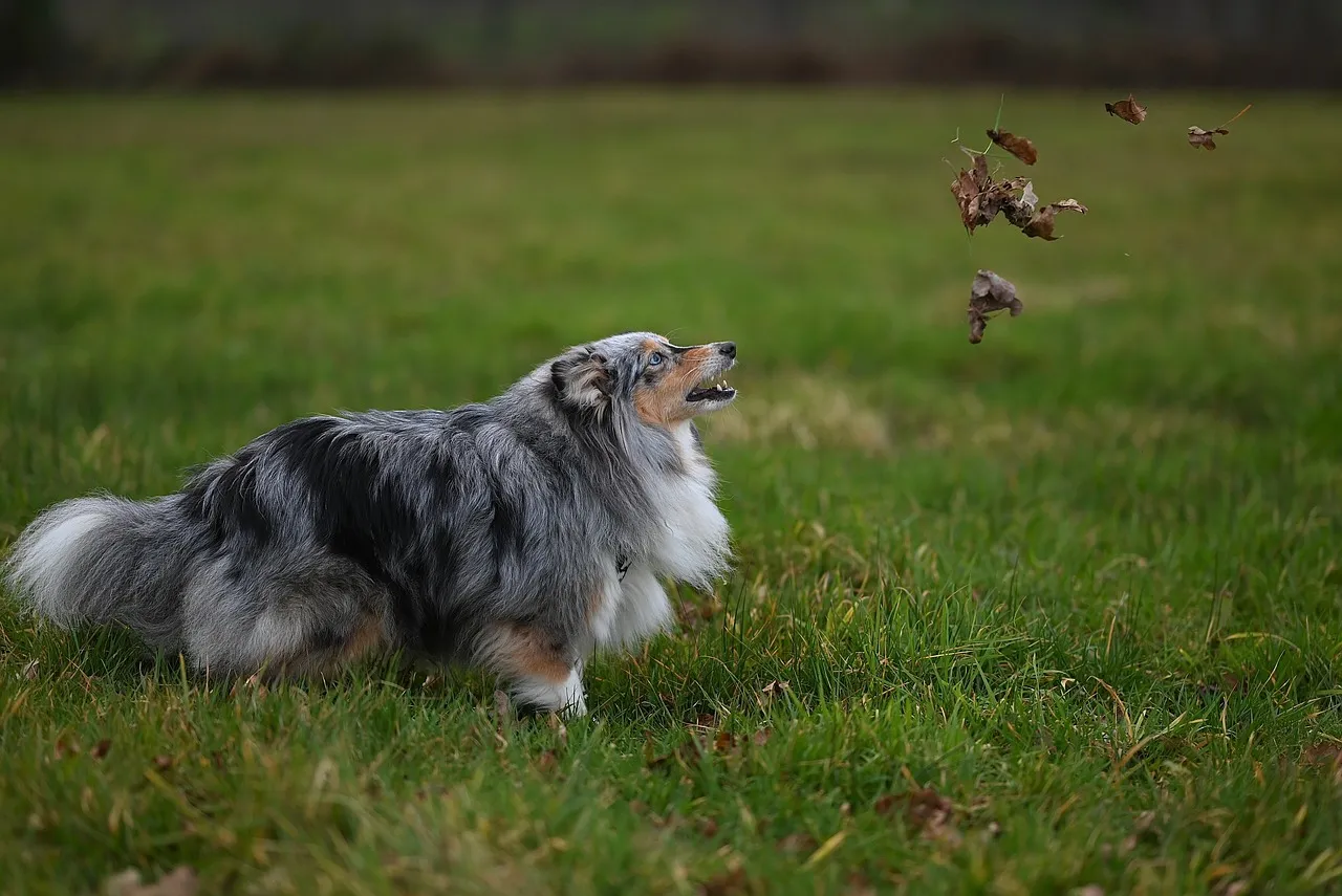 Majestic Shetland Shepherd: Blue Merle Coat in Autumn Play