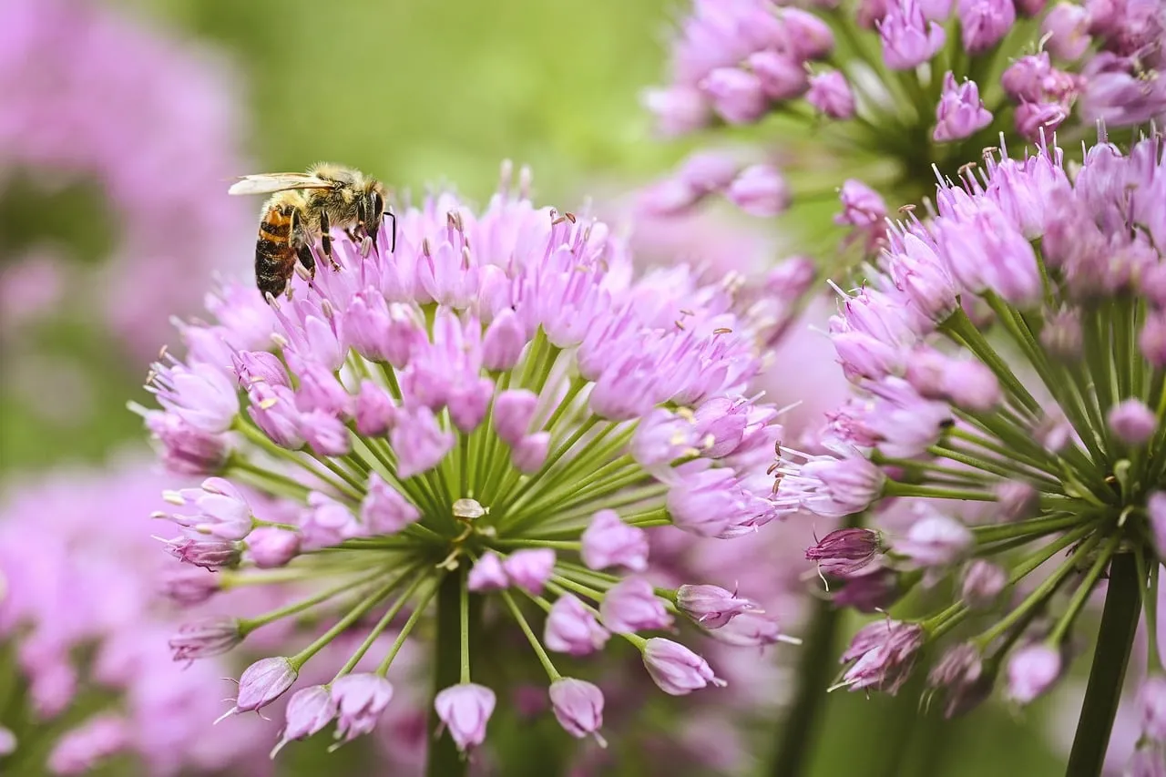 Vibrant Purple Wildflower: A Bee's Nectar Oasis