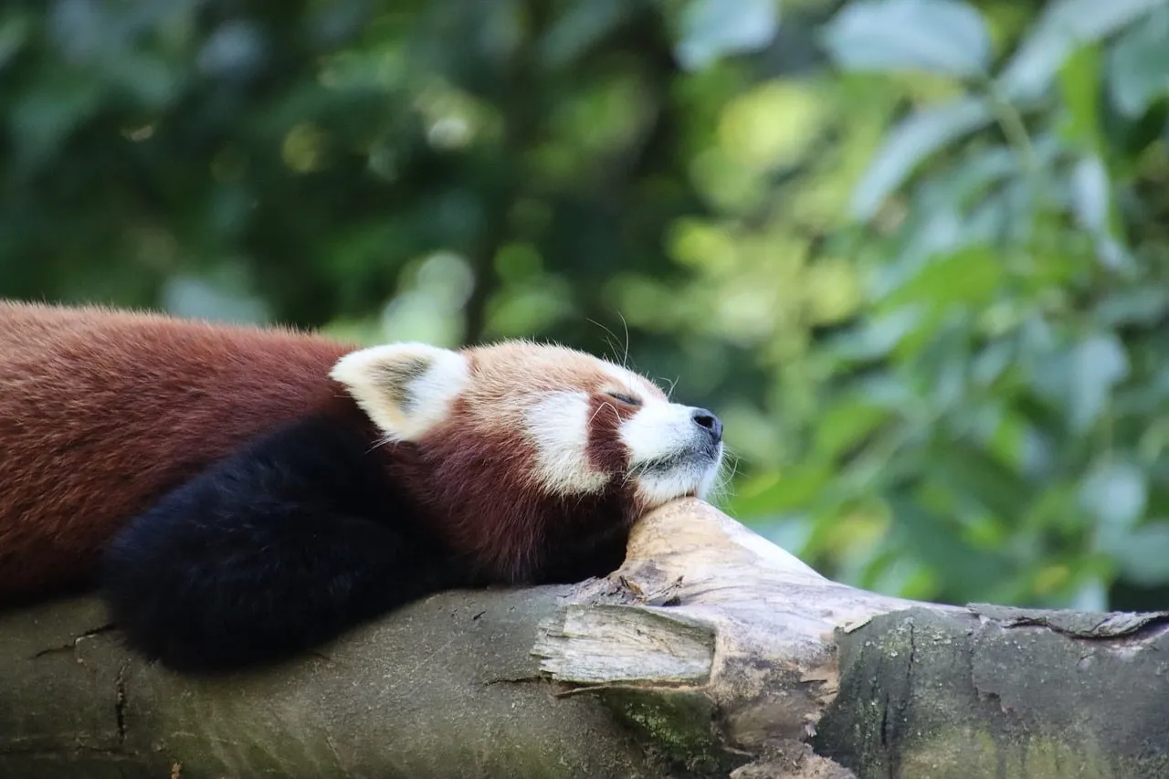 Adorable Red Panda Napping Peacefully on a Forest Tree Trunk