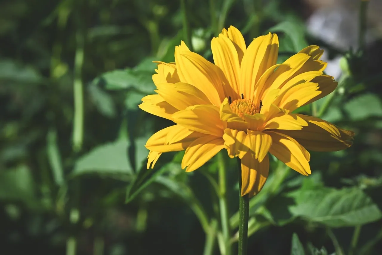 Vibrant Yellow Bloom: A Garden's Summer Radiance