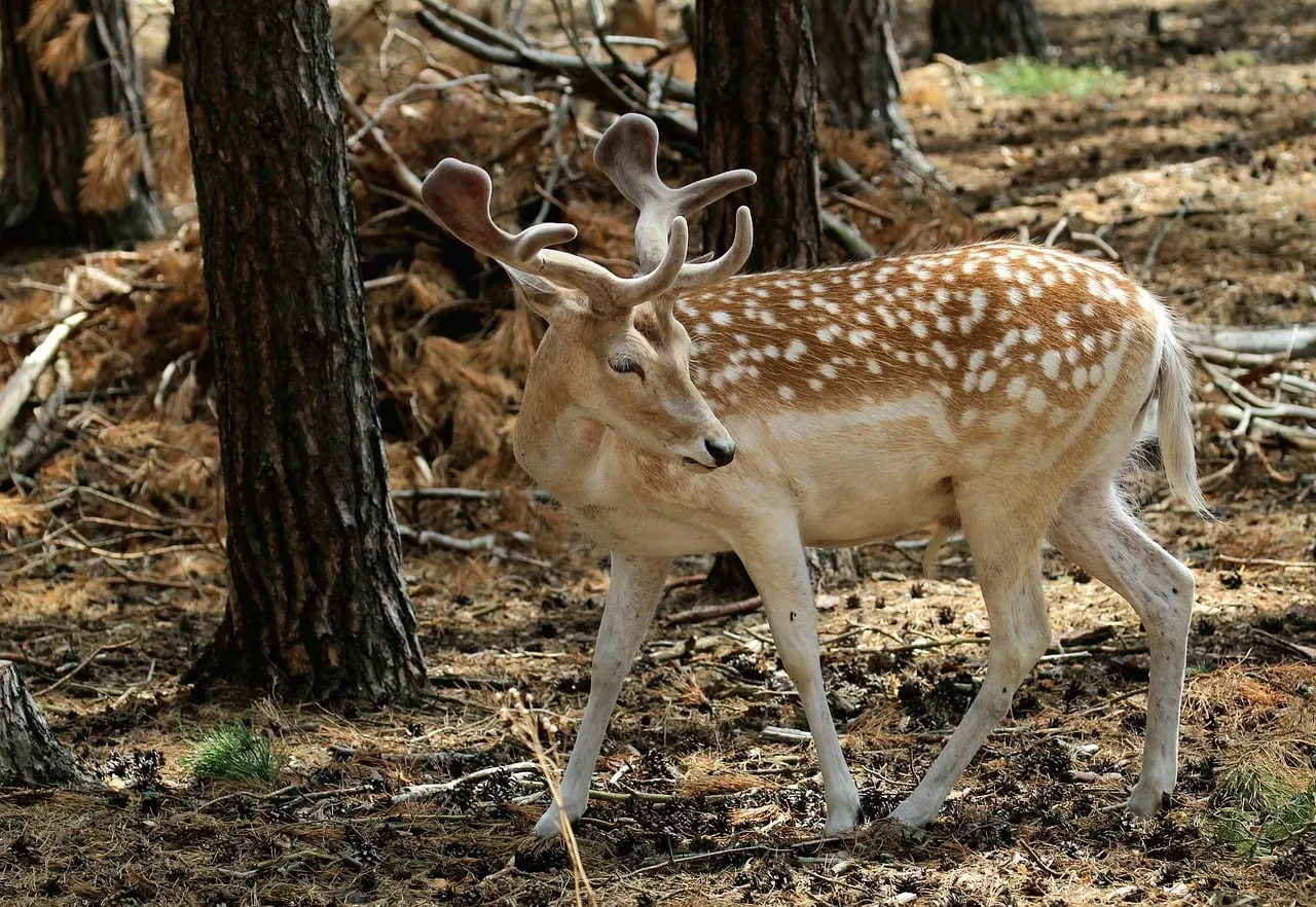 Majestic Fallow Deer Roaming Through a Sun-Dappled Autumn Forest