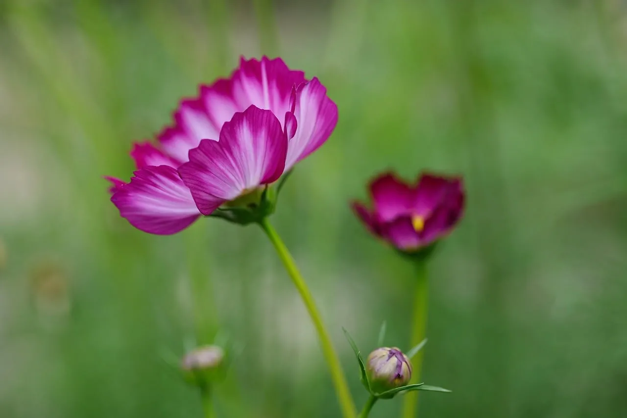 Vibrant Cosmos Blooms: A Symphony of Pink in Summer