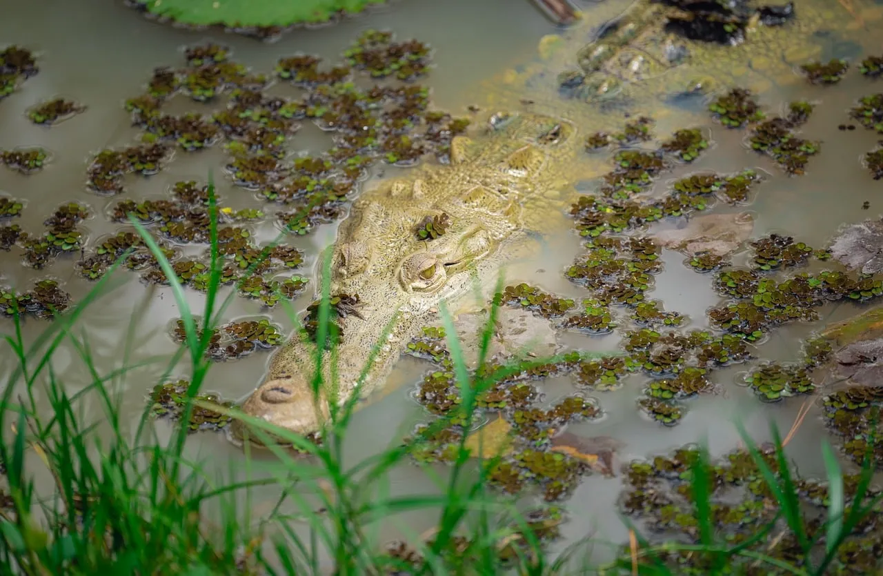 Stealthy Predator: Crocodile Perfectly Camouflaged in Murky Wetlands
