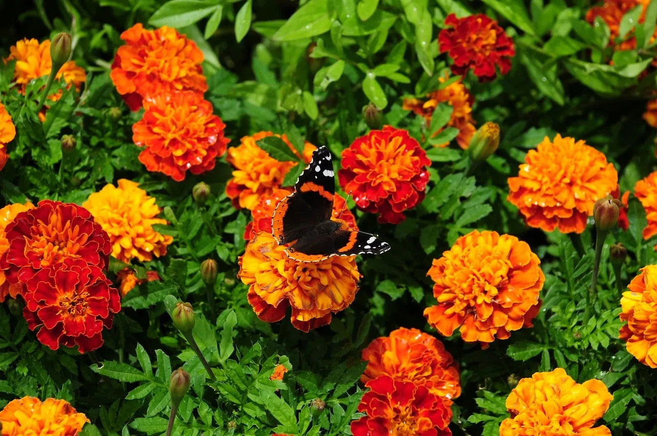 Vibrant Summer Bloom: Butterfly on Marigolds