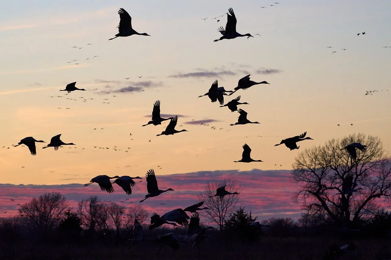 Breathtaking Sandhill Cranes Silhouette Soaring at Sunset