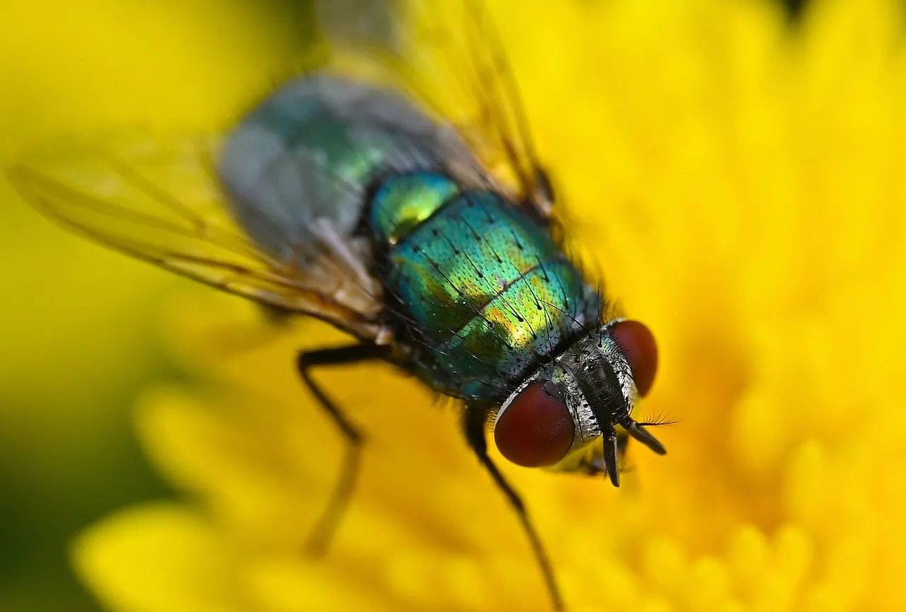 Vibrant Macro: Jewel-Toned Fly on Dandelion