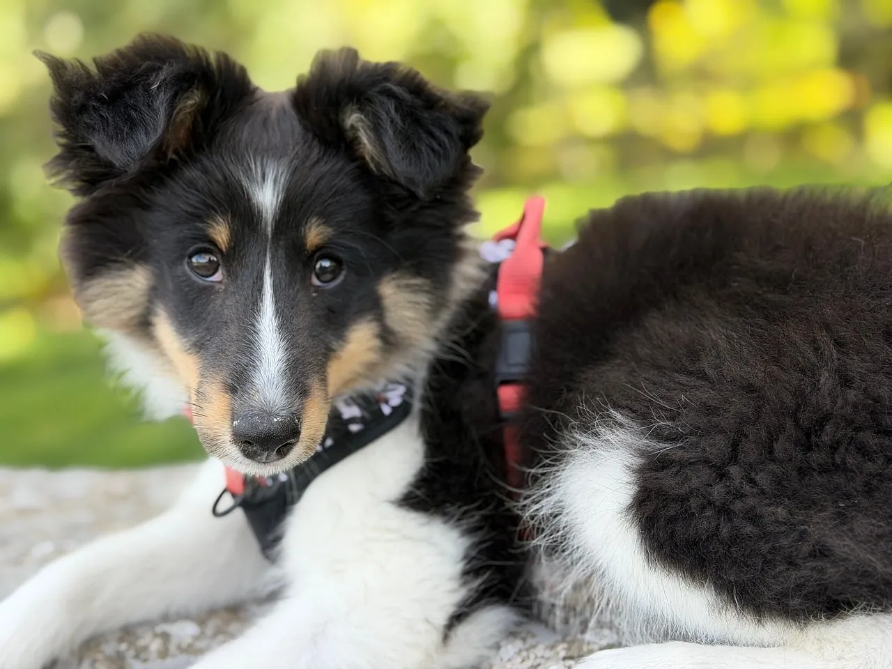 Adorable Shetland Sheepdog Puppy: A Glimpse of Pure Joy