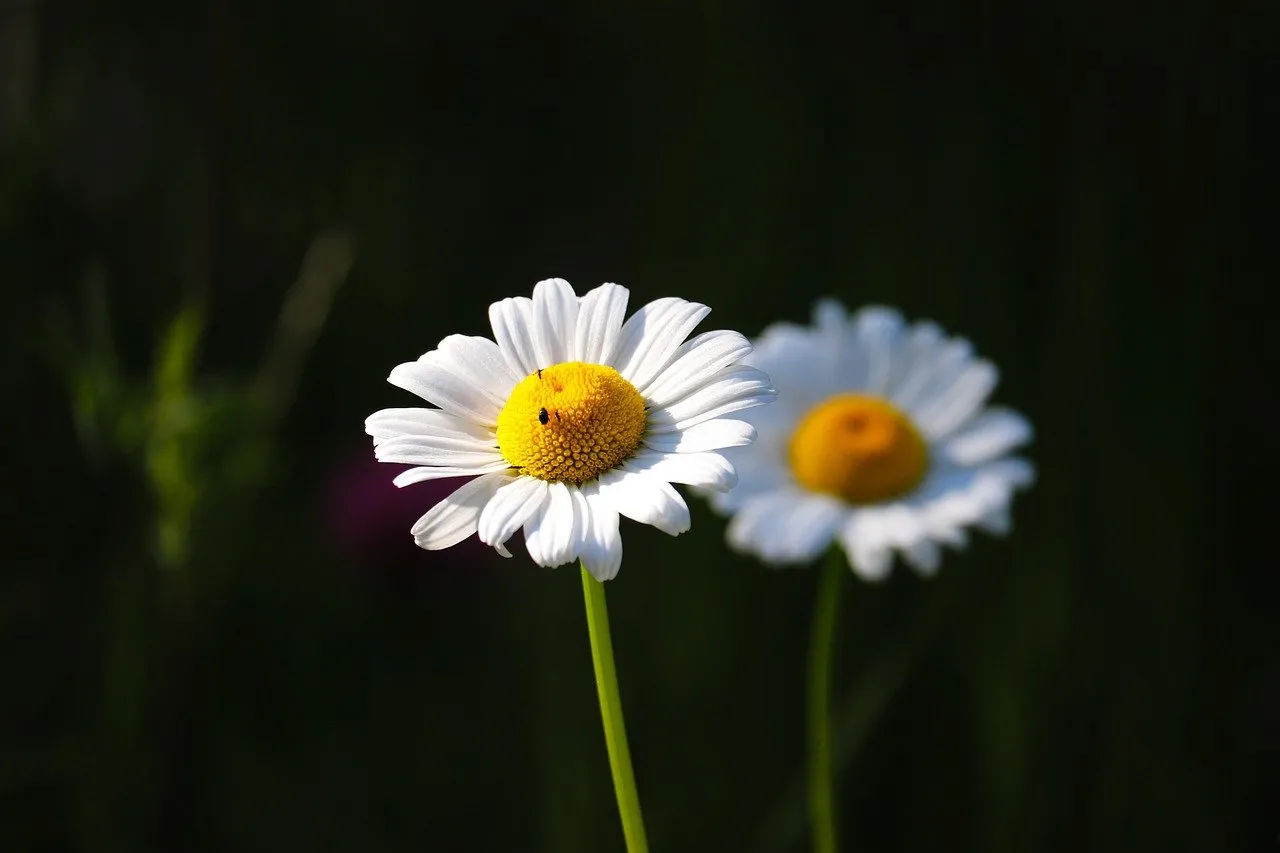 Stunning Daisy Duo: Nature's Simple Elegance