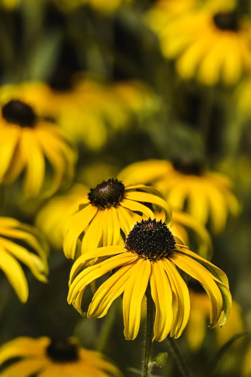 Vibrant Summer Black-Eyed Susans in Golden Sunlight