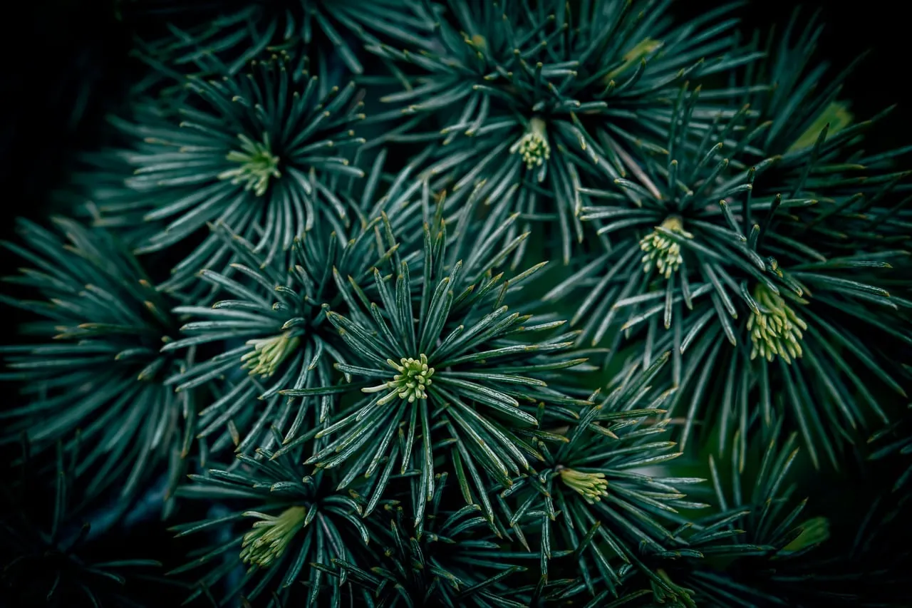 Vibrant Evergreen Needles: A Close-Up of Nature's Detail