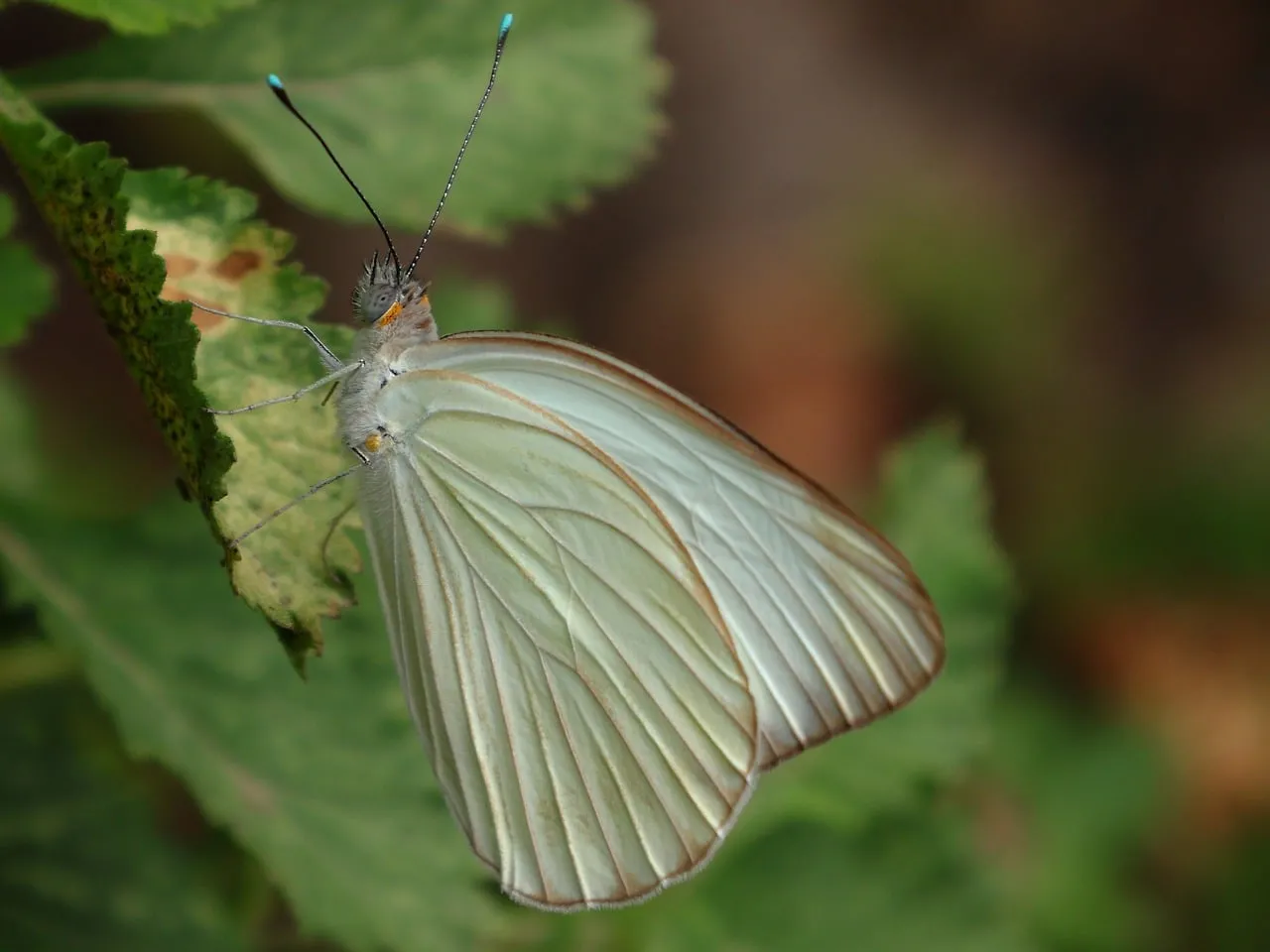 Stunning White Butterfly Macro: Delicate Wings in Nature's Embrace
